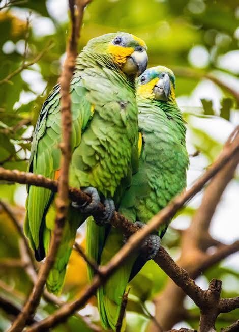 Orange Winged Amazon