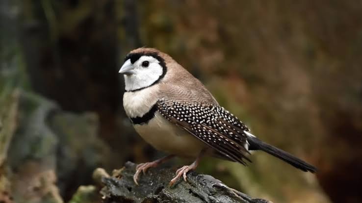 Bicheno / Owl Finch