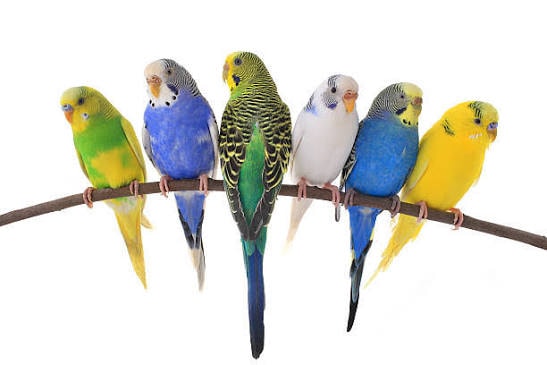 PARAKEETS