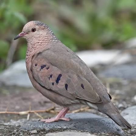 Passarina Dove