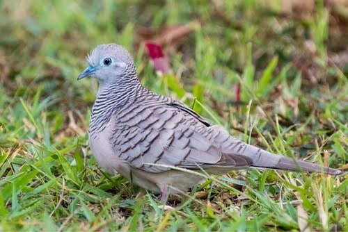 Peaceful Dove