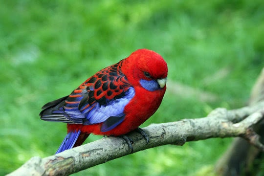 Pennant / Crimson Rosella