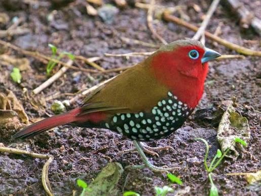 Peter Twinspot Finch