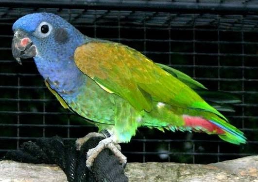 Pionus Bluehead