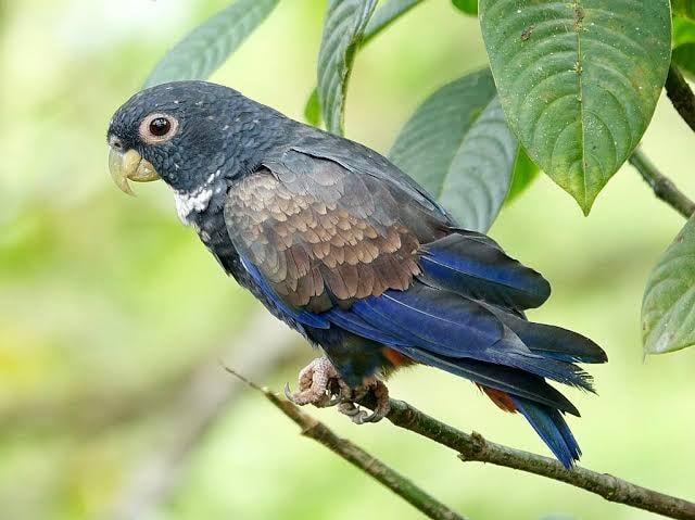 Pionus Bronzewing