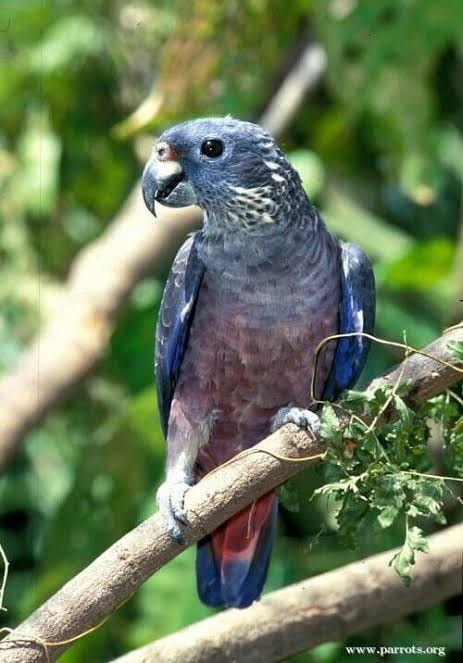 Pionus Dusky