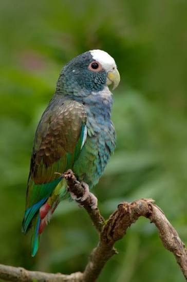 Pionus Whitehead