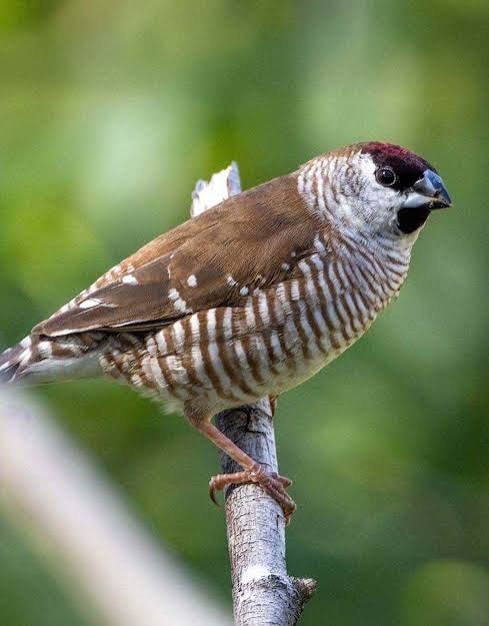 Plumheaded Finch
