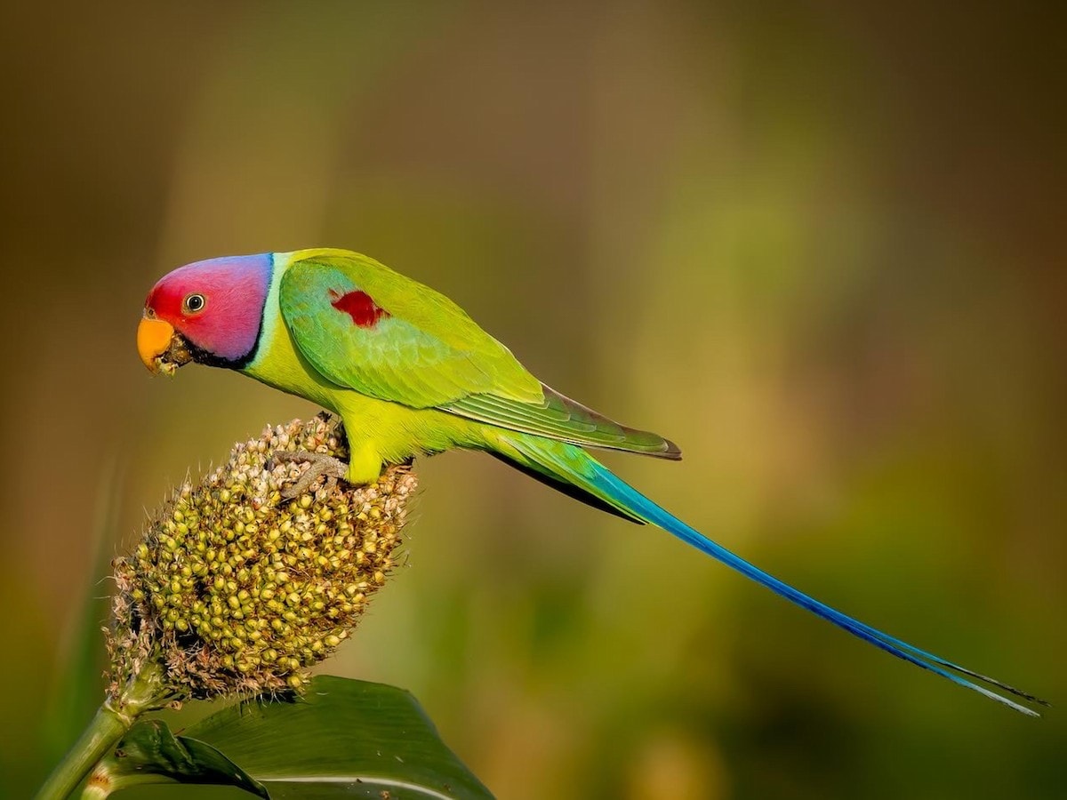 Plumhead Parakeet