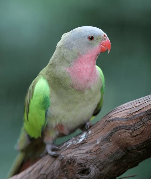 Princess of Wales Parakeet