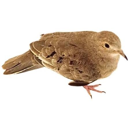Pygmy Ground Dove