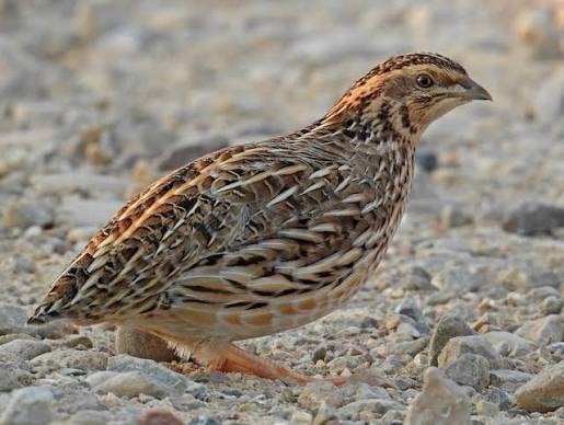 QUAILS