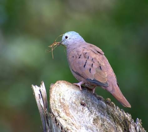 Red American Cinnamon Dove
