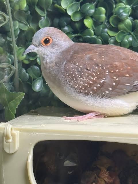 Red Diamond Dove