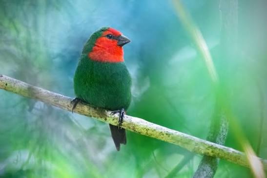 Red Headed Parrot Finch