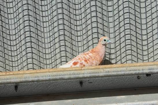 Peaceful Dove (Red)