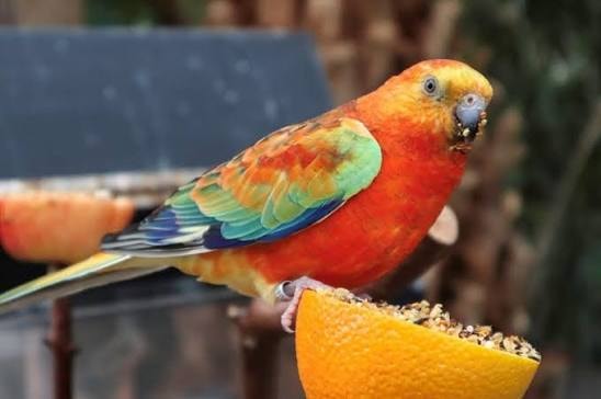 Red-Rumped Parakeet
