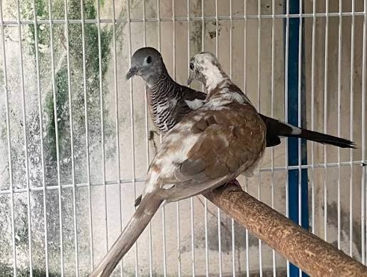 Zebra Dove (Red)