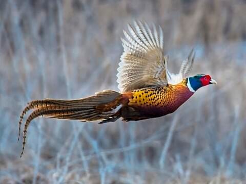 Ringneck Pheasant