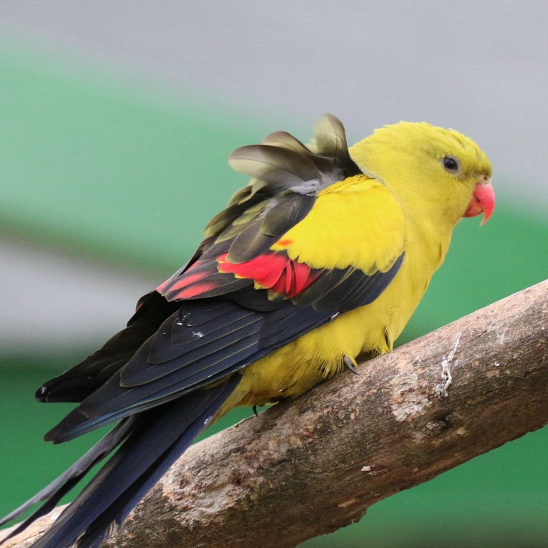Rock Pebbler Parakeet