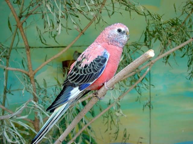 Rosa Bourke's Parakeet