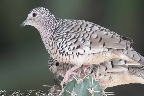 Scaly Dove