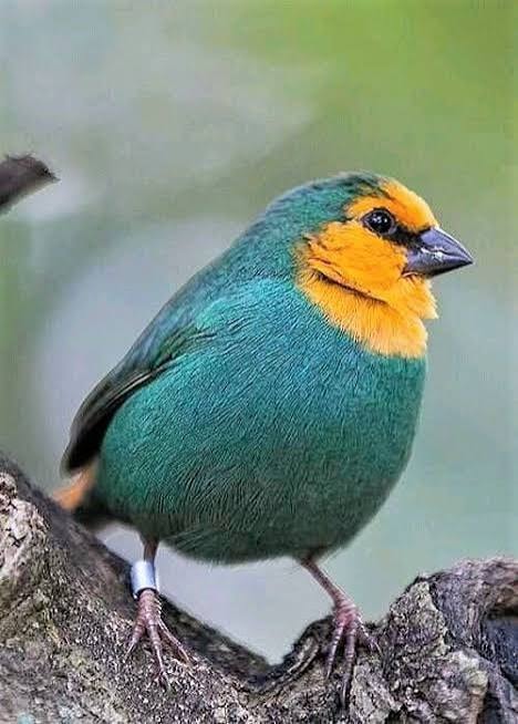 Sea Green Parrot Finch