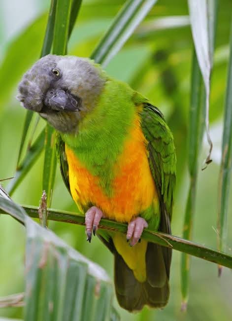 Senegal Parrot