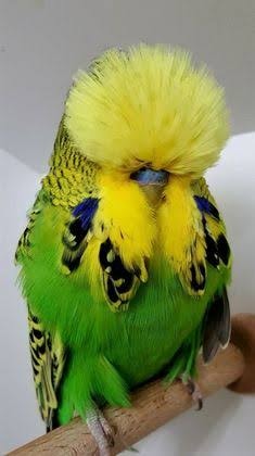 Show Budgie