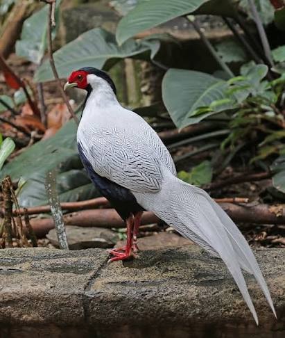 Silver Pheasant