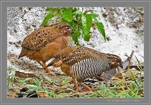 Singing Quail