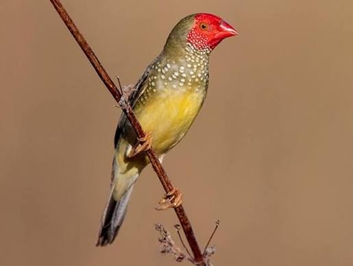 Star Finch