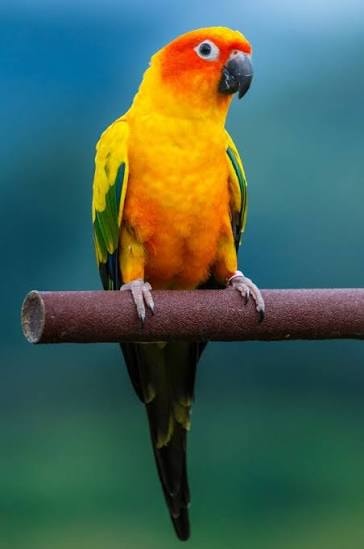CONURES