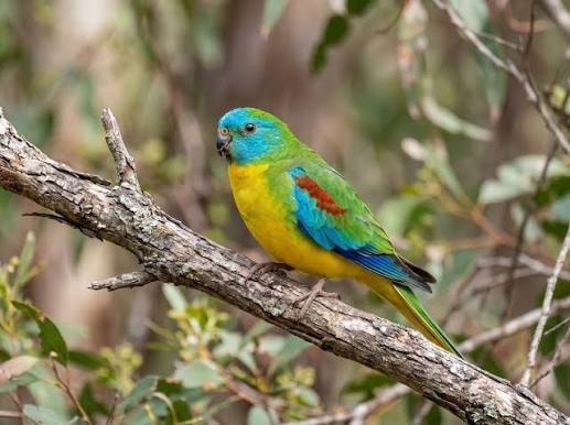 Turquoisine Parakeet