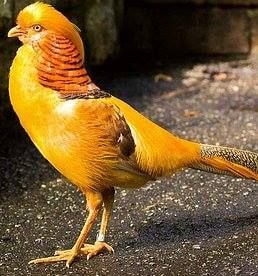 Yellow Gold Pheasant
