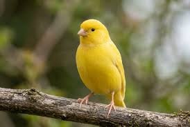 English Canary