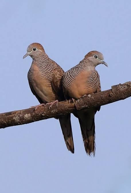 Zebra Dove