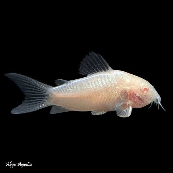 Catfish
