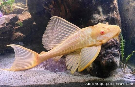 Albino Gibbiceps