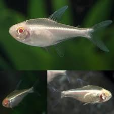 Albino Neon Tetra
