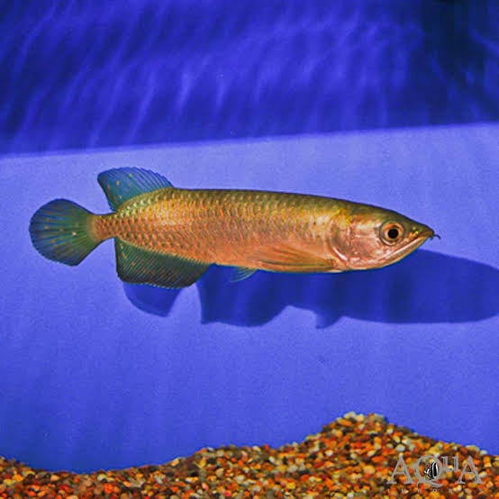 Australian Arowana