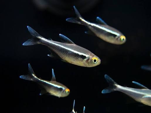 Black Neon Tetra