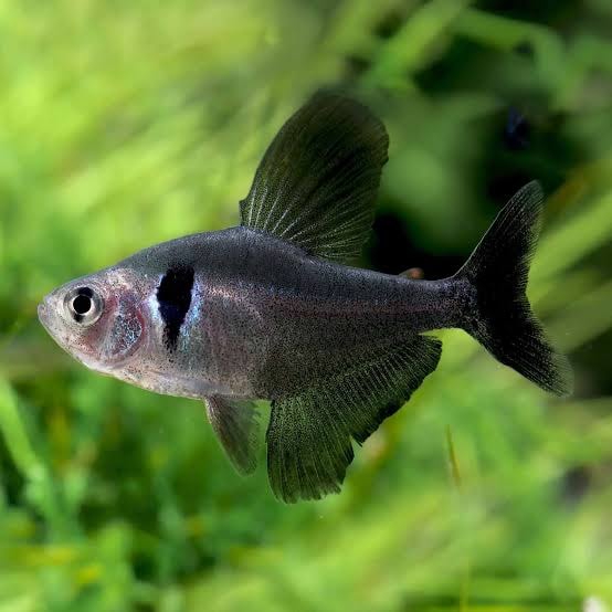 Black Phantom Tetra