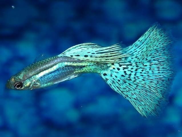 Blue Neon Guppy