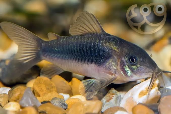 Bronze Corydoras