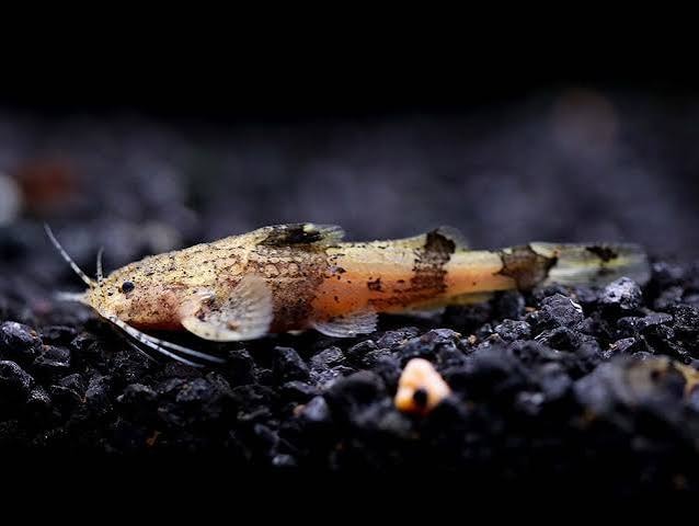 Burmese Catfish