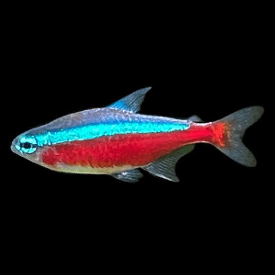 Fish