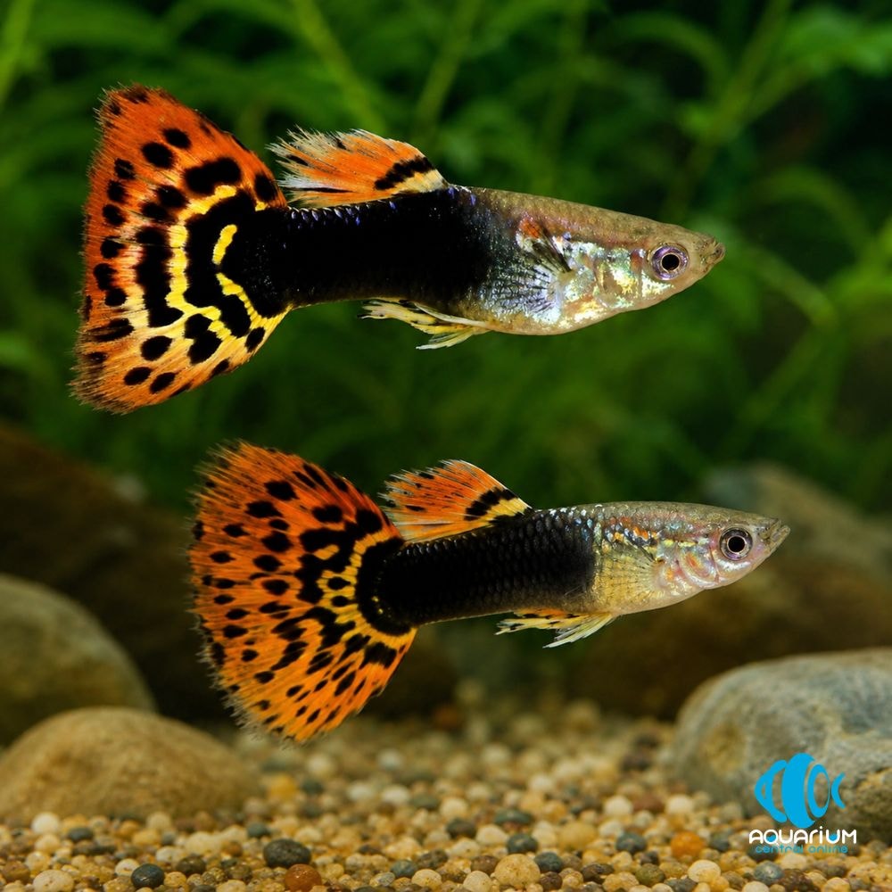 Dragon Head Guppy