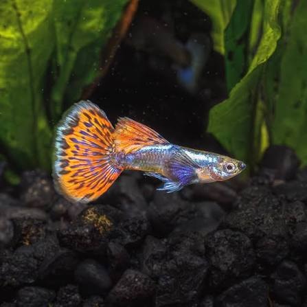 Dumbo Mosaic Guppy