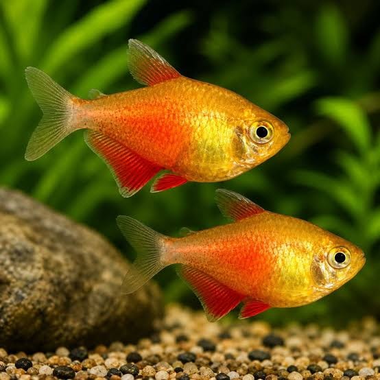 Flame Tetra